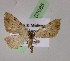  ( - BC ZSM Lep 07685)  @13 [ ] CreativeCommons - Attribution Non-Commercial Share-Alike (2010) Unspecified SNSB, Zoologische Staatssammlung Muenchen
