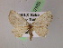  ( - BC ZSM Lep 07686)  @13 [ ] CreativeCommons - Attribution Non-Commercial Share-Alike (2010) Unspecified SNSB, Zoologische Staatssammlung Muenchen
