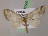  (Triptiloides AH02Cl - BC ZSM Lep 07689)  @14 [ ] CreativeCommons - Attribution Non-Commercial Share-Alike (2010) Unspecified SNSB, Zoologische Staatssammlung Muenchen