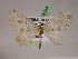  ( - BC ZSM Lep 07744)  @13 [ ] CreativeCommons - Attribution Non-Commercial Share-Alike (2010) Unspecified SNSB, Zoologische Staatssammlung Muenchen