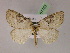  ( - BC ZSM Lep 07755)  @14 [ ] CreativeCommons - Attribution Non-Commercial Share-Alike (2010) Unspecified SNSB, Zoologische Staatssammlung Muenchen