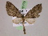  ( - BC ZSM Lep 07773)  @13 [ ] CreativeCommons - Attribution Non-Commercial Share-Alike (2010) Unspecified SNSB, Zoologische Staatssammlung Muenchen