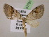  ( - BC ZSM Lep 07781)  @13 [ ] CreativeCommons - Attribution Non-Commercial Share-Alike (2010) Unspecified SNSB, Zoologische Staatssammlung Muenchen