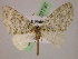  ( - BC ZSM Lep 07797)  @14 [ ] CreativeCommons - Attribution Non-Commercial Share-Alike (2010) Unspecified SNSB, Zoologische Staatssammlung Muenchen