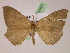  ( - BC ZSM Lep 07801)  @11 [ ] CreativeCommons - Attribution Non-Commercial Share-Alike (2010) Unspecified SNSB, Zoologische Staatssammlung Muenchen