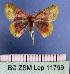  (Chrysocraspeda dysmothauma - BC ZSM Lep 11799)  @15 [ ] Copyright (2010) Unspecified SNSB, Zoologische Staatssammlung Muenchen