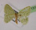  ( - BC ZSM Lep 13147)  @11 [ ] CreativeCommons - Attribution Non-Commercial Share-Alike (2010) Unspecified SNSB, Zoologische Staatssammlung Muenchen