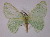  ( - BC ZSM Lep 13164)  @11 [ ] CreativeCommons - Attribution Non-Commercial Share-Alike (2010) Unspecified SNSB, Zoologische Staatssammlung Muenchen