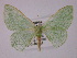  ( - BC ZSM Lep 13165)  @13 [ ] CreativeCommons - Attribution Non-Commercial Share-Alike (2010) Unspecified SNSB, Zoologische Staatssammlung Muenchen