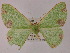  ( - BC ZSM Lep 13167)  @11 [ ] CreativeCommons - Attribution Non-Commercial Share-Alike (2010) Unspecified SNSB, Zoologische Staatssammlung Muenchen
