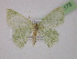  ( - BC ZSM Lep 13175)  @13 [ ] CreativeCommons - Attribution Non-Commercial Share-Alike (2010) Unspecified SNSB, Zoologische Staatssammlung Muenchen