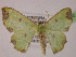  ( - BC ZSM Lep 13192)  @11 [ ] CreativeCommons - Attribution Non-Commercial Share-Alike (2010) Unspecified SNSB, Zoologische Staatssammlung Muenchen