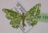  ( - BC ZSM Lep 13195)  @13 [ ] CreativeCommons - Attribution Non-Commercial Share-Alike (2010) Unspecified SNSB, Zoologische Staatssammlung Muenchen
