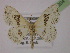  ( - BC ZSM Lep 13204)  @11 [ ] CreativeCommons - Attribution Non-Commercial Share-Alike (2010) Unspecified SNSB, Zoologische Staatssammlung Muenchen