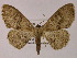  (Problepsis erythra - BC ZSM Lep 13207)  @11 [ ] CreativeCommons - Attribution Non-Commercial Share-Alike (2010) Unspecified SNSB, Zoologische Staatssammlung Muenchen