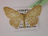  ( - BC ZSM Lep 13209)  @11 [ ] CreativeCommons - Attribution Non-Commercial Share-Alike (2010) Unspecified SNSB, Zoologische Staatssammlung Muenchen