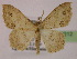  ( - BC ZSM Lep 13212)  @14 [ ] CreativeCommons - Attribution Non-Commercial Share-Alike (2010) Unspecified SNSB, Zoologische Staatssammlung Muenchen