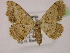  ( - BC ZSM Lep 13218)  @11 [ ] CreativeCommons - Attribution Non-Commercial Share-Alike (2010) Unspecified SNSB, Zoologische Staatssammlung Muenchen