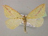  (Rhodometra labdoides - BC ZSM Lep 13692)  @14 [ ] CreativeCommons - Attribution Non-Commercial Share-Alike (2010) Unspecified SNSB, Zoologische Staatssammlung Muenchen