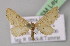  (Idaea subscutulata - BC ZSM Lep 13695)  @14 [ ] CreativeCommons - Attribution Non-Commercial Share-Alike (2010) Unspecified SNSB, Zoologische Staatssammlung Muenchen