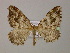  ( - BC ZSM Lep 13709)  @11 [ ] CreativeCommons - Attribution Non-Commercial Share-Alike (2010) Unspecified SNSB, Zoologische Staatssammlung Muenchen