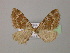  ( - BC ZSM Lep 13714)  @11 [ ] CreativeCommons - Attribution Non-Commercial Share-Alike (2010) Unspecified SNSB, Zoologische Staatssammlung Muenchen