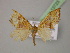  ( - BC ZSM Lep 13723)  @12 [ ] CreativeCommons - Attribution Non-Commercial Share-Alike (2010) Unspecified SNSB, Zoologische Staatssammlung Muenchen