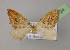  ( - BC ZSM Lep 13724)  @11 [ ] CreativeCommons - Attribution Non-Commercial Share-Alike (2010) Unspecified SNSB, Zoologische Staatssammlung Muenchen