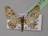  ( - BC ZSM Lep 13731)  @13 [ ] CreativeCommons - Attribution Non-Commercial Share-Alike (2010) Unspecified SNSB, Zoologische Staatssammlung Muenchen