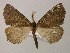  ( - BC ZSM Lep 13741)  @14 [ ] CreativeCommons - Attribution Non-Commercial Share-Alike (2010) Unspecified SNSB, Zoologische Staatssammlung Muenchen