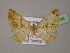  ( - BC ZSM Lep 13749)  @13 [ ] CreativeCommons - Attribution Non-Commercial Share-Alike (2010) Unspecified SNSB, Zoologische Staatssammlung Muenchen