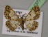  ( - BC ZSM Lep 13774)  @14 [ ] CreativeCommons - Attribution Non-Commercial Share-Alike (2010) Unspecified SNSB, Zoologische Staatssammlung Muenchen