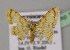  ( - BC ZSM Lep 13781)  @13 [ ] CreativeCommons - Attribution Non-Commercial Share-Alike (2010) Unspecified SNSB, Zoologische Staatssammlung Muenchen