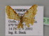  ( - BC ZSM Lep 13782)  @11 [ ] CreativeCommons - Attribution Non-Commercial Share-Alike (2010) Unspecified SNSB, Zoologische Staatssammlung Muenchen
