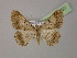  ( - BC ZSM Lep 14733)  @14 [ ] CreativeCommons - Attribution Non-Commercial Share-Alike (2010) Unspecified SNSB, Zoologische Staatssammlung Muenchen