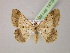  ( - BC ZSM Lep 14734)  @14 [ ] CreativeCommons - Attribution Non-Commercial Share-Alike (2010) Unspecified SNSB, Zoologische Staatssammlung Muenchen