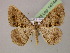  ( - BC ZSM Lep 14744)  @14 [ ] CreativeCommons - Attribution Non-Commercial Share-Alike (2010) Unspecified SNSB, Zoologische Staatssammlung Muenchen