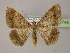  ( - BC ZSM Lep 14745)  @14 [ ] CreativeCommons - Attribution Non-Commercial Share-Alike (2010) Unspecified SNSB, Zoologische Staatssammlung Muenchen