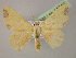  ( - BC ZSM Lep 14749)  @14 [ ] CreativeCommons - Attribution Non-Commercial Share-Alike (2010) Unspecified SNSB, Zoologische Staatssammlung Muenchen