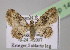  ( - BC ZSM Lep 14767)  @13 [ ] CreativeCommons - Attribution Non-Commercial Share-Alike (2010) Unspecified SNSB, Zoologische Staatssammlung Muenchen