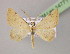  (Palaeaspilates - BC ZSM Lep 14771)  @15 [ ] CreativeCommons - Attribution Non-Commercial Share-Alike (2010) Unspecified SNSB, Zoologische Staatssammlung Muenchen