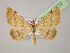  ( - BC ZSM Lep 14772)  @14 [ ] CreativeCommons - Attribution Non-Commercial Share-Alike (2010) Unspecified SNSB, Zoologische Staatssammlung Muenchen