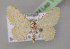  ( - BC ZSM Lep 14791)  @13 [ ] CreativeCommons - Attribution Non-Commercial Share-Alike (2010) Unspecified SNSB, Zoologische Staatssammlung Muenchen