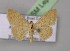  (Scopula adelpharia - BC ZSM Lep 14794)  @14 [ ] CreativeCommons - Attribution Non-Commercial Share-Alike (2010) Unspecified SNSB, Zoologische Staatssammlung Muenchen