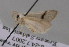  (Scopula subgastonaria - BC ZSM Lep 14795)  @12 [ ] CreativeCommons - Attribution Non-Commercial Share-Alike (2010) Unspecified SNSB, Zoologische Staatssammlung Muenchen