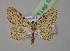  ( - BC ZSM Lep 14800)  @13 [ ] CreativeCommons - Attribution Non-Commercial Share-Alike (2010) Unspecified SNSB, Zoologische Staatssammlung Muenchen