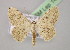  (Scopula nepheloperas - BC ZSM Lep 14803)  @14 [ ] CreativeCommons - Attribution Non-Commercial Share-Alike (2010) Unspecified SNSB, Zoologische Staatssammlung Muenchen