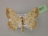  ( - BC ZSM Lep 14807)  @14 [ ] CreativeCommons - Attribution Non-Commercial Share-Alike (2010) Unspecified SNSB, Zoologische Staatssammlung Muenchen