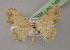  (Scopula proverai - BC ZSM Lep 14811)  @15 [ ] CreativeCommons - Attribution Non-Commercial Share-Alike (2010) Unspecified SNSB, Zoologische Staatssammlung Muenchen