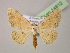  ( - BC ZSM Lep 14812)  @15 [ ] CreativeCommons - Attribution Non-Commercial Share-Alike (2010) Unspecified SNSB, Zoologische Staatssammlung Muenchen